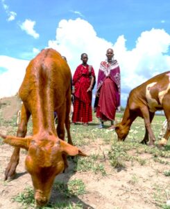 International Collaborative Dairy Farm